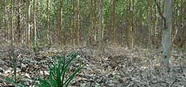 20092012_deserto_verde_sd.gif