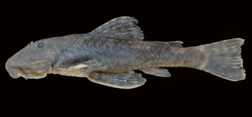 28092012_peixe_ruschi_divulgacao.gif