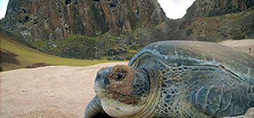 14102012_ilha_trindade_tartaruga_tamar.jpg