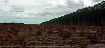 11112012_eucalipto_s_20200308-071304_1.jpg