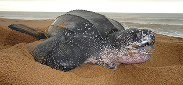 16012013_tartaruga_gigante_divulgacaotamar.png