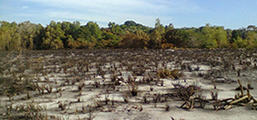 17012013_incendiosetiba_flavio_guerra_parque.png