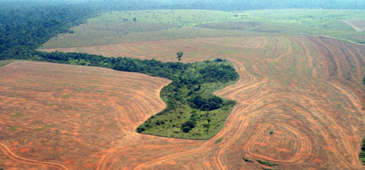 08022013_desmatamento_greenpeace.png