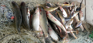 04032013_pescado_divulgacaoBPMA.png
