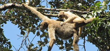 19082013_muriqui.jpg