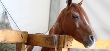 12113_cavalo_leo_junior_seag.jpg