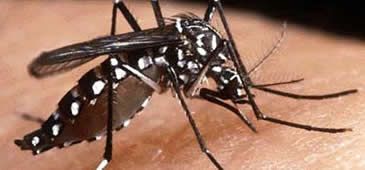 191113_dengue_divulgacao.jpg