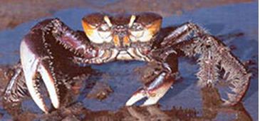 07012014_caranguejo_arquivopmv.jpg