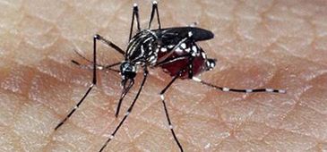 130114_aedes_genilton_vieira_ioc.jpg