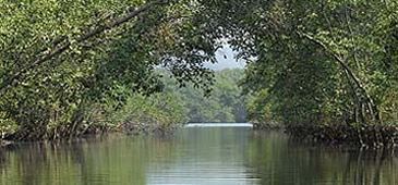 manguepm_20200308-103526_1.jpg