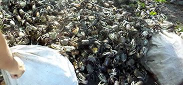 17022014_caranguejos_PMAmbiental.jpg