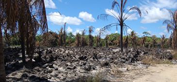 10032014_incendio_sem_credito.jpg