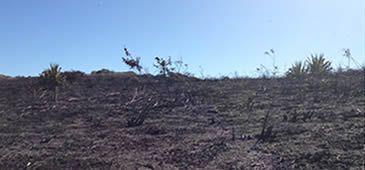 18032014_queimada_morroconcha.jpg