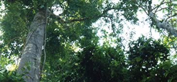 29042014_mataatlantica_preflinhares.jpg