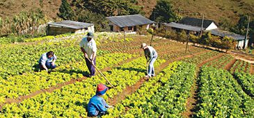 01012014_agricultura_familiar_incape_20200308-112643_1.jpg