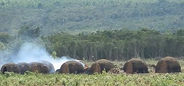 27052014_mataatlantica_sosma.jpg