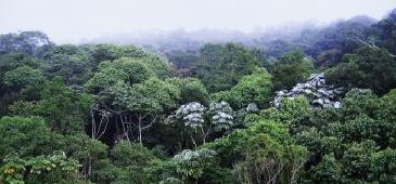 21062014_mataatlantica_ufes.jpg