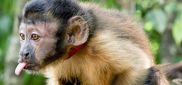 amazonia_planeta_verde.jpg