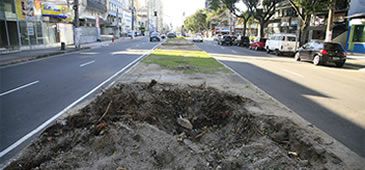 26082014_arvoresleitao_3.jpg