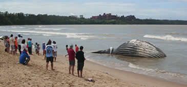 0610201_baleia_capa.jpg