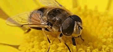 20112014_abelha_mst.gif