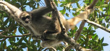 011214_muriqui_karoline_marques.jpg