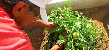 03012013_agricultura_familiar_MPA_Brasi_20200308-124640_1.png