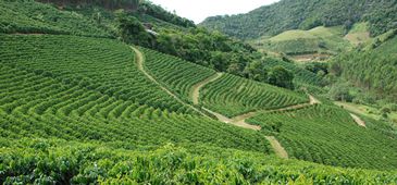 25012015_reserva_legal_idaf.jpg