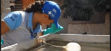06032015_dengue_pmv.gif