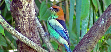 190515_sairasapucaia_siteornithos.png
