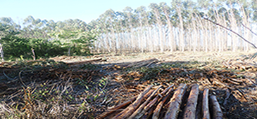 260615_angelim_josemateus.png