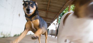 130715_Patinhas_LeonardoSa_01.jpg