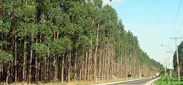27082013_eucalipto_arquiv_20200308-151507_1.jpg