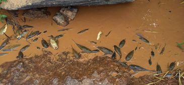 12112015_peixes_mortos_manaira.jpg