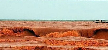 261115_regencia_lama_reproduC3A7C3A3o_face.png