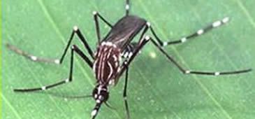 021215_mosquito_divulgacao.jpg