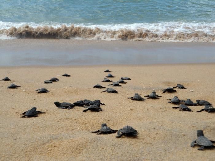 tartarugas-p-mar.jpg