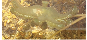 030516_aguaviva_samarco_luliliamirandaagenciafapesp.png