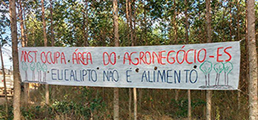 240516_mst_fibria_juventudees.png