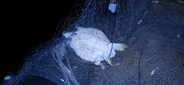 030616_tartaruga_presa_pambiental.png