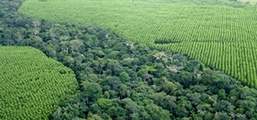 300616_aracruzcelulose_divulgaC3A7C3A3o.png