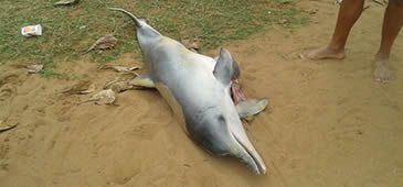 22072016_golfinho_morto_camburi.jpg