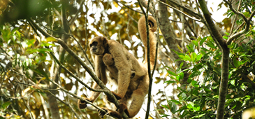 200816_muriqui_clubedeobservaC3A7C3A3odeaves.png