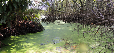 210816_lagoaencantada_willermandasilvalucio.png