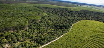 02122013_plantacao_eucalipto_divulgSuzan_20200308-183454_1.jpg