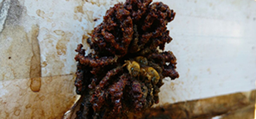 031016_abelhas_ame.png
