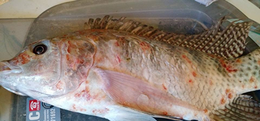 211016_peixedeformado.png