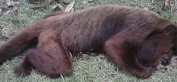 13012017_macaco_morto_febre_amarela_ReproduC3A7C3A3o_Aqui_Noticias.jpg