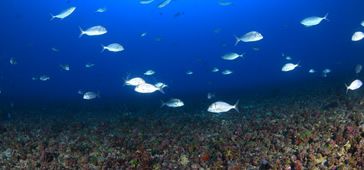 22012017_Biodiversidade_marinha_APA_Costa_das_algas_RVS_Santa_Cruz_ICMBio.jpg