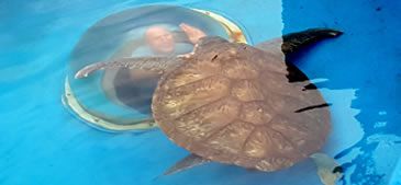 05022017_turismo__e_conservacao_tamar_Ana_Marcondes_Projeto_Tamarjpg.jpg